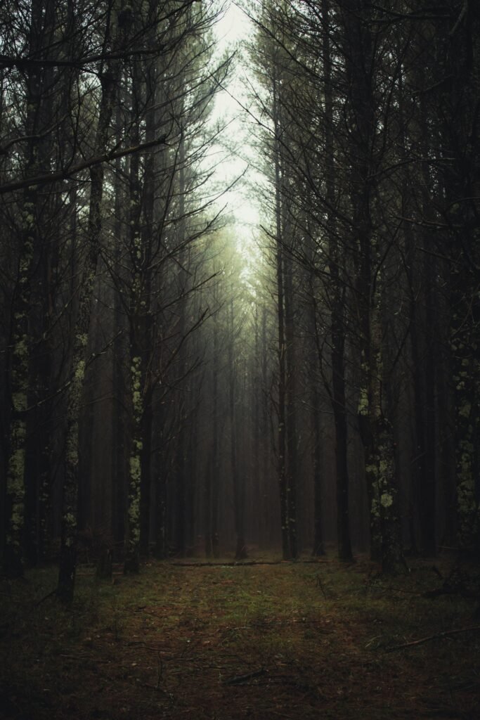 pexels-photo-1878811-1878811 Enchanting misty forest with tall conifers and a serene pathway.